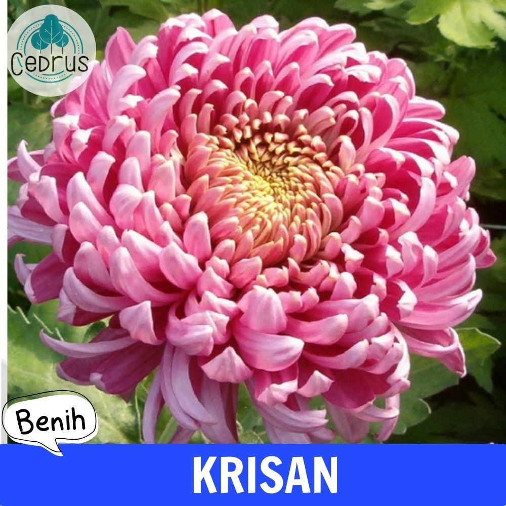Benih KRISAN PINK (isi-3) - Bibit Biji Bunga Chrysanthemum
