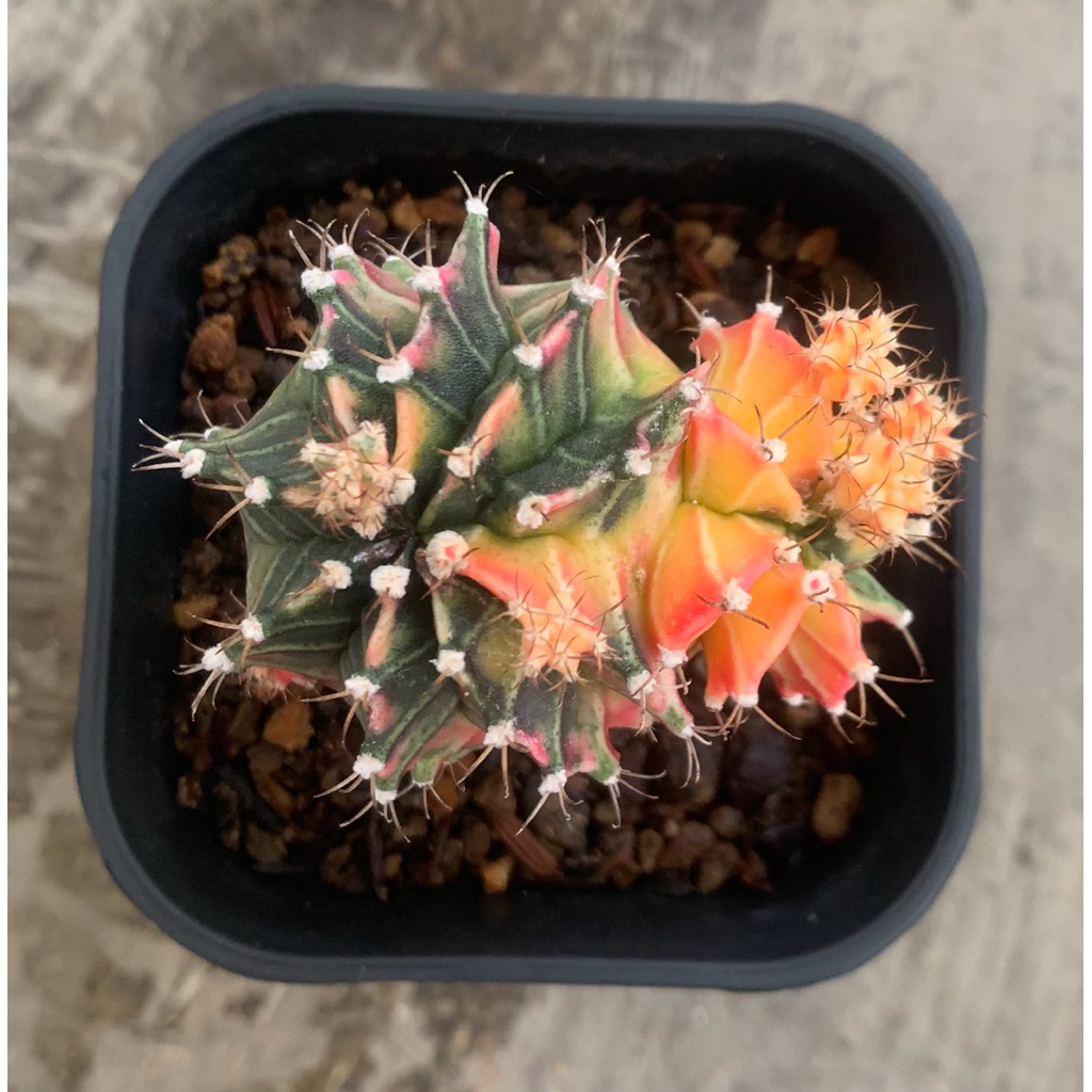 Gymno Starfire Uniq Perform