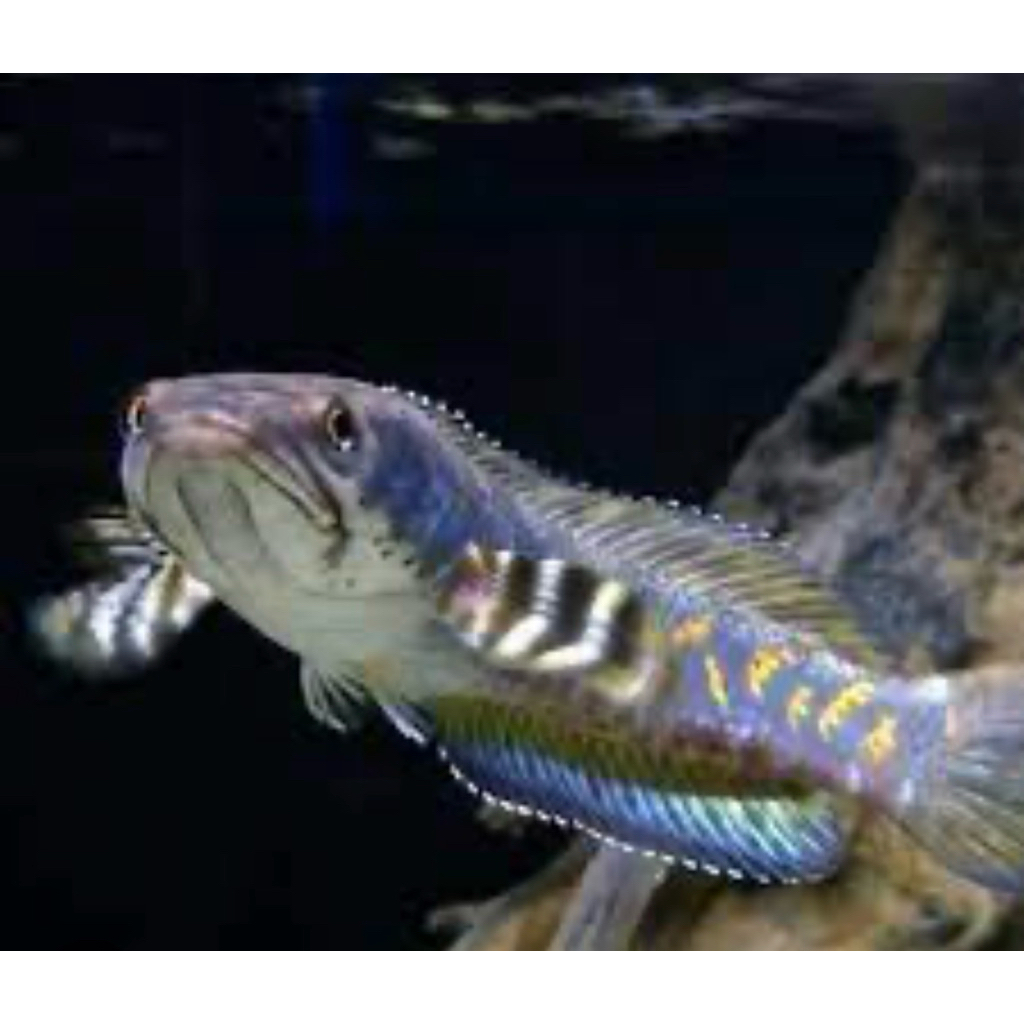 patung chana pulchra JUMBO bagus