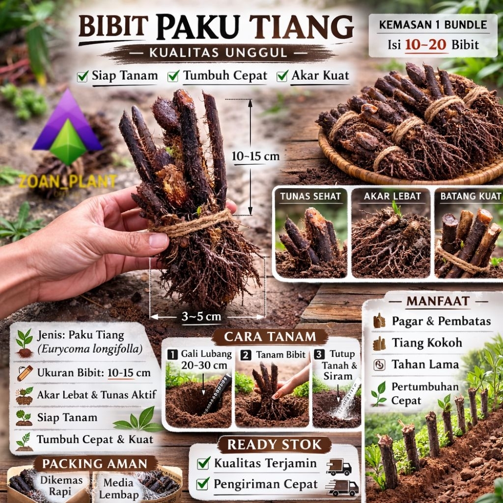 Bibit Tanaman Paku Tiang | Pakis Haji | Pakis kera | Pakis Monyet Siap Tanam