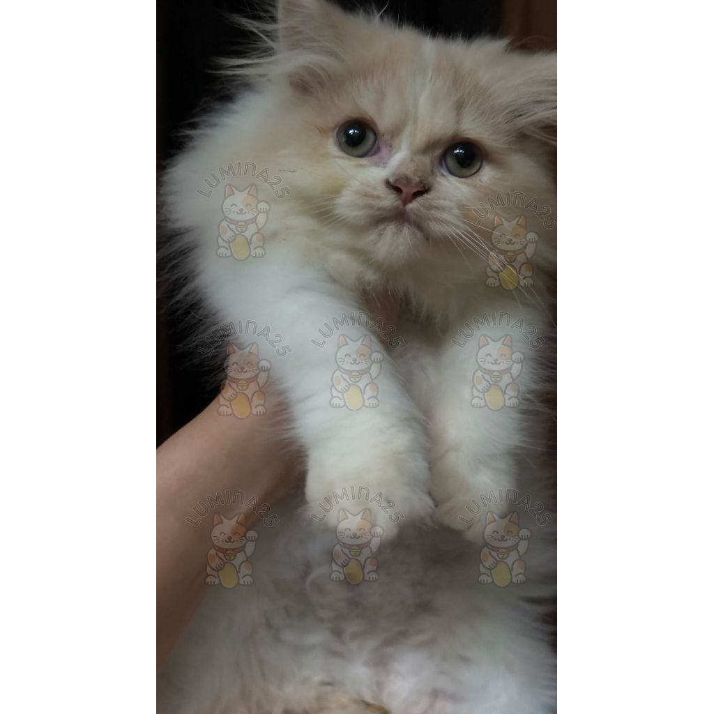 Kucing Persia Betina Dilute Oren Putih (Depok/GOJEK)