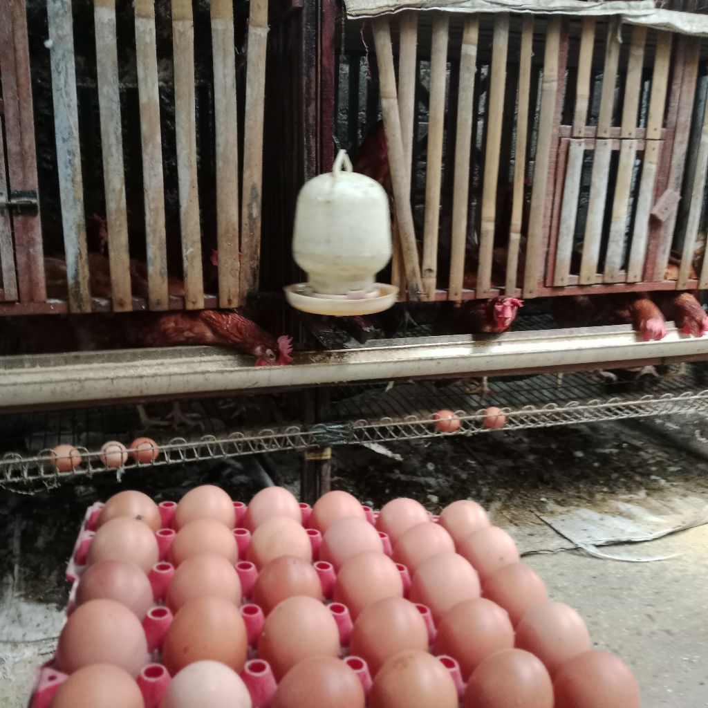 Telur fertil ayam joper