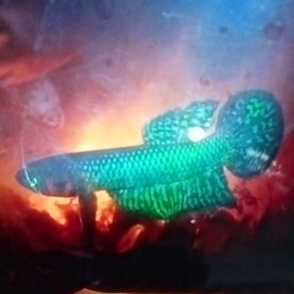 wild Betta Hendra sepasang