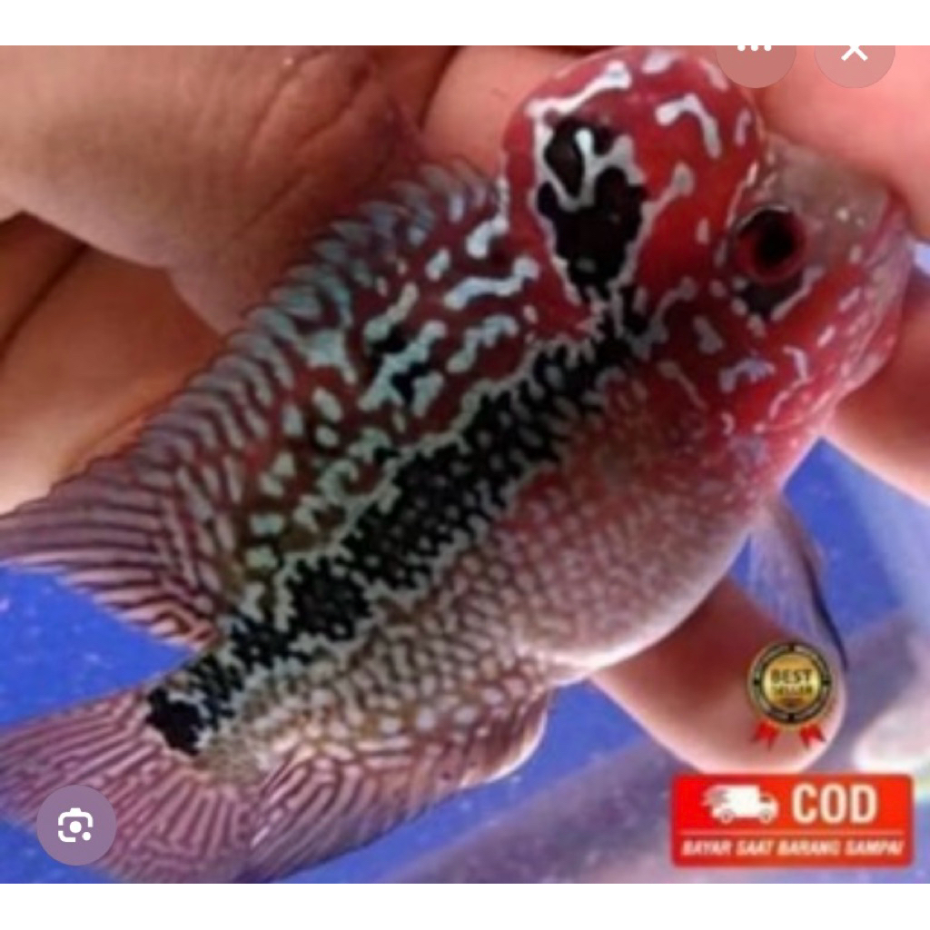 paket cencu srm 7-9cm mulai jenong