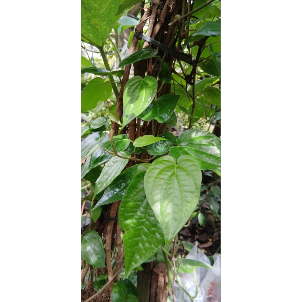Bibit atau anakan tanaman daun sirih merah sirih hijau
