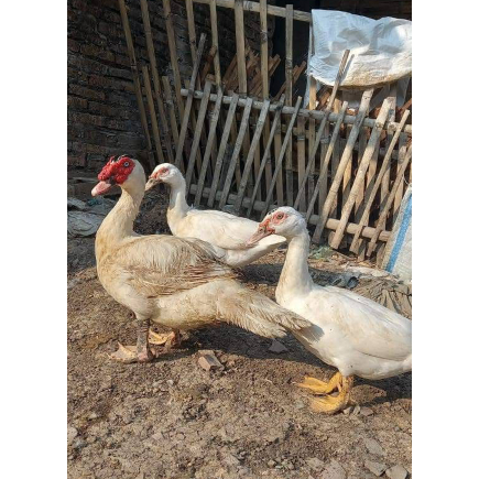 KIRIM INSTAN BEBEK ENTOK / MENTOK HIDUP LANGSUNG POTONG JANTAN BETINA MURAH