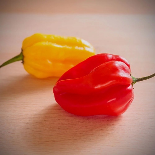 3 Biji Benih PEPPER Rainbow Scotch Bonnet