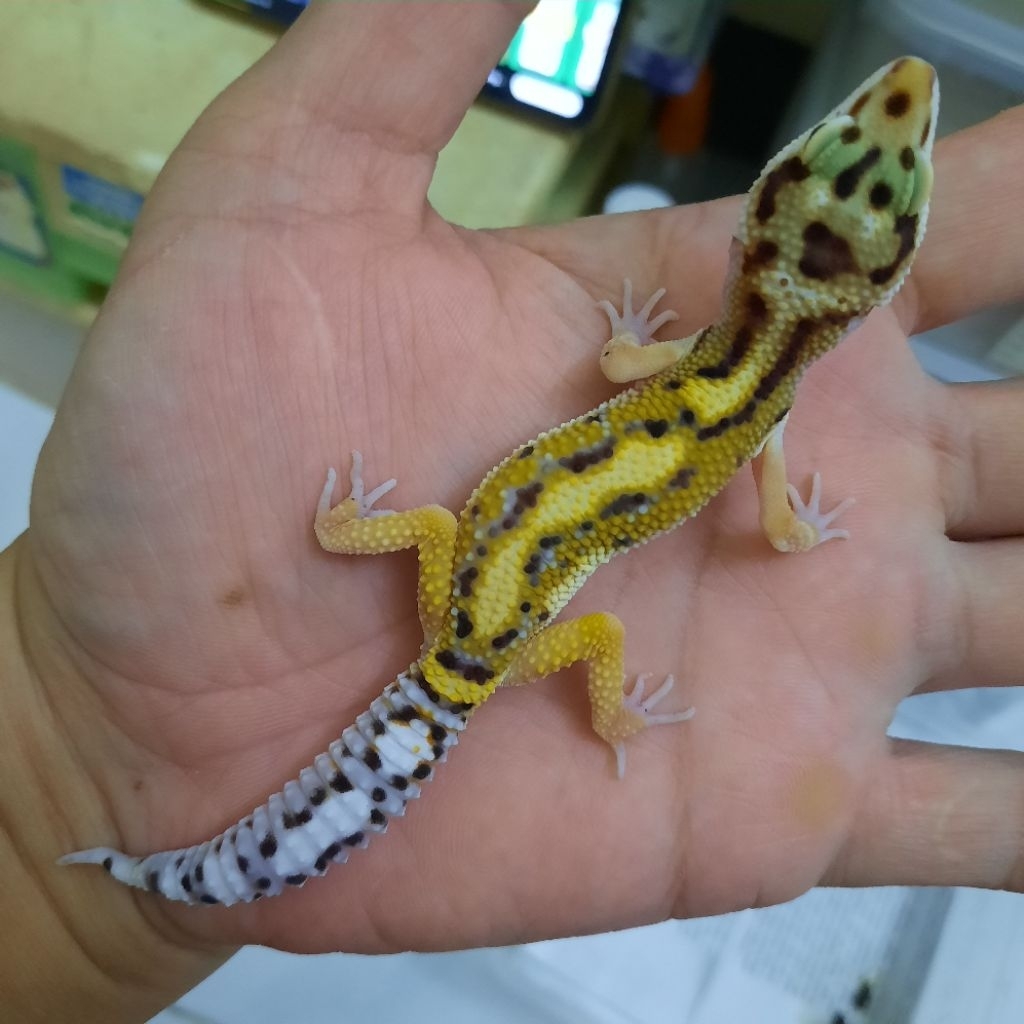 Hiasan Rumah sesuai Foto Gecko leopard Bold stripe  Baby9