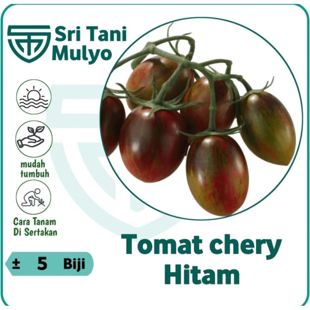 5 Biji - Benih Black Cherry Tomato Tomat Ceri Hitam Import