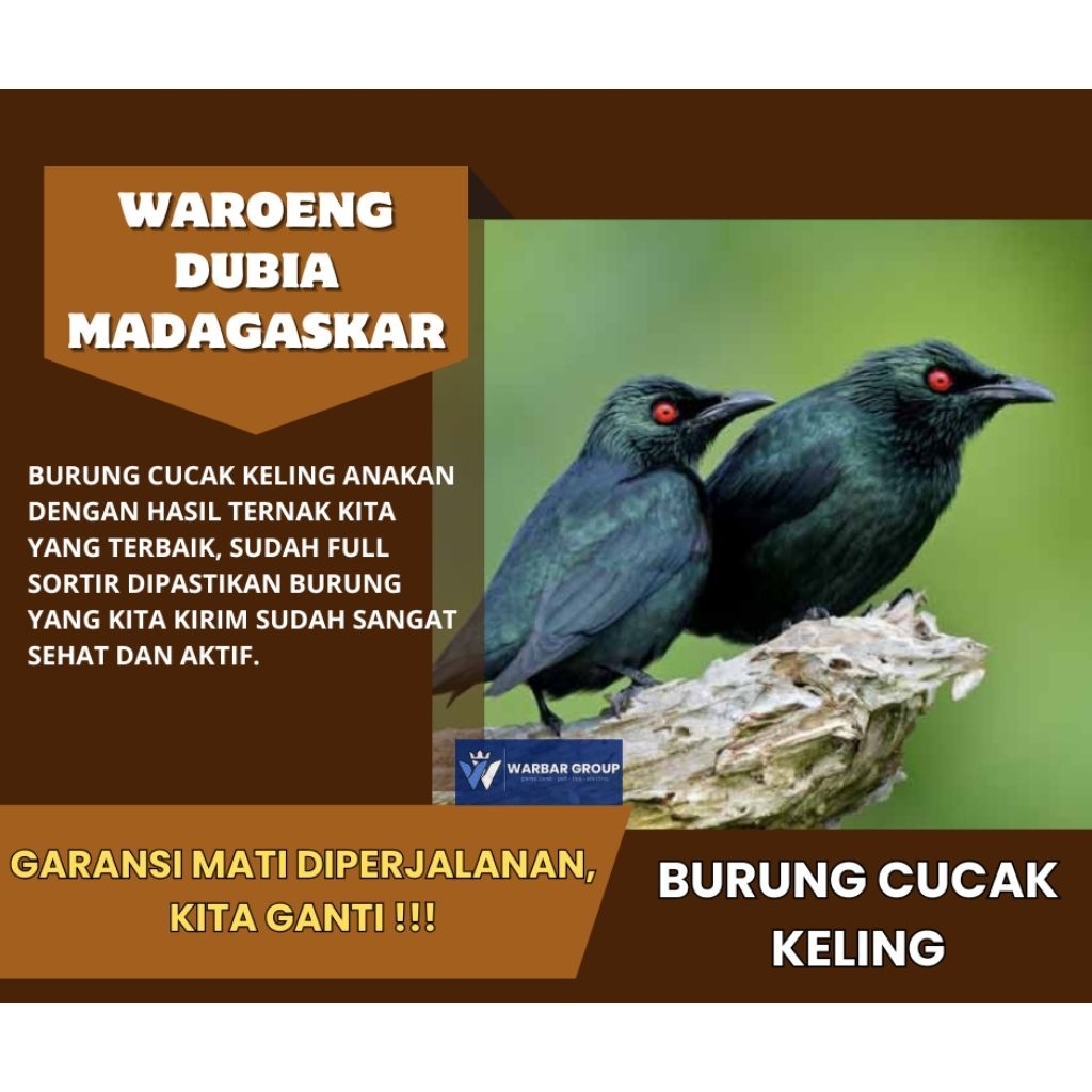 Burung cucak keling anakan KUALITAS DARI INDUKAN GRADE A ( GARANSI )