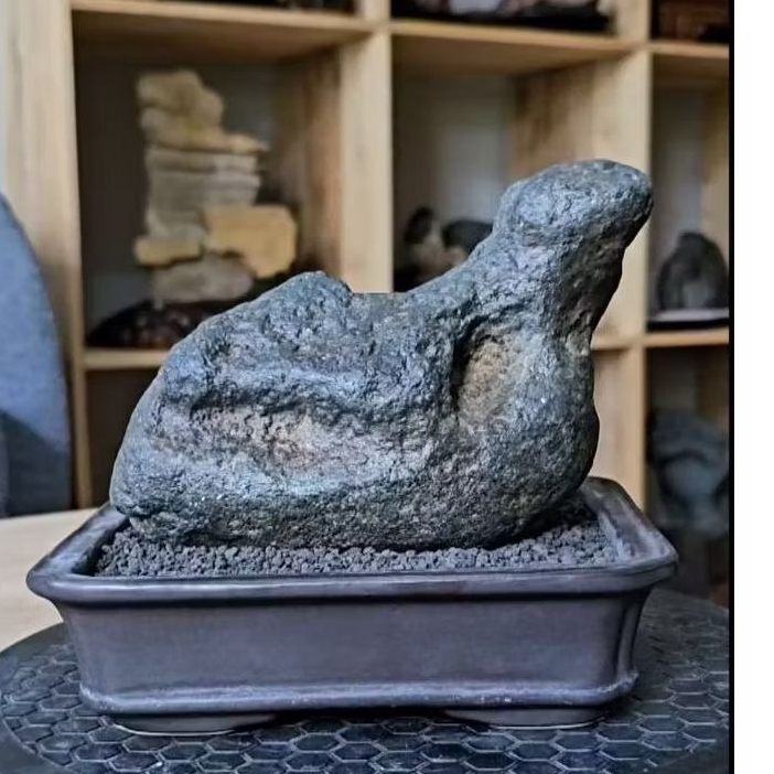 Suiseki berjudul Burung Puyuh Batu Natural