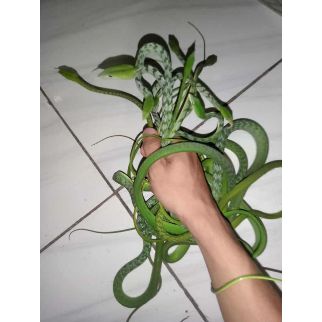 ULAR PUCUK JUMBO
