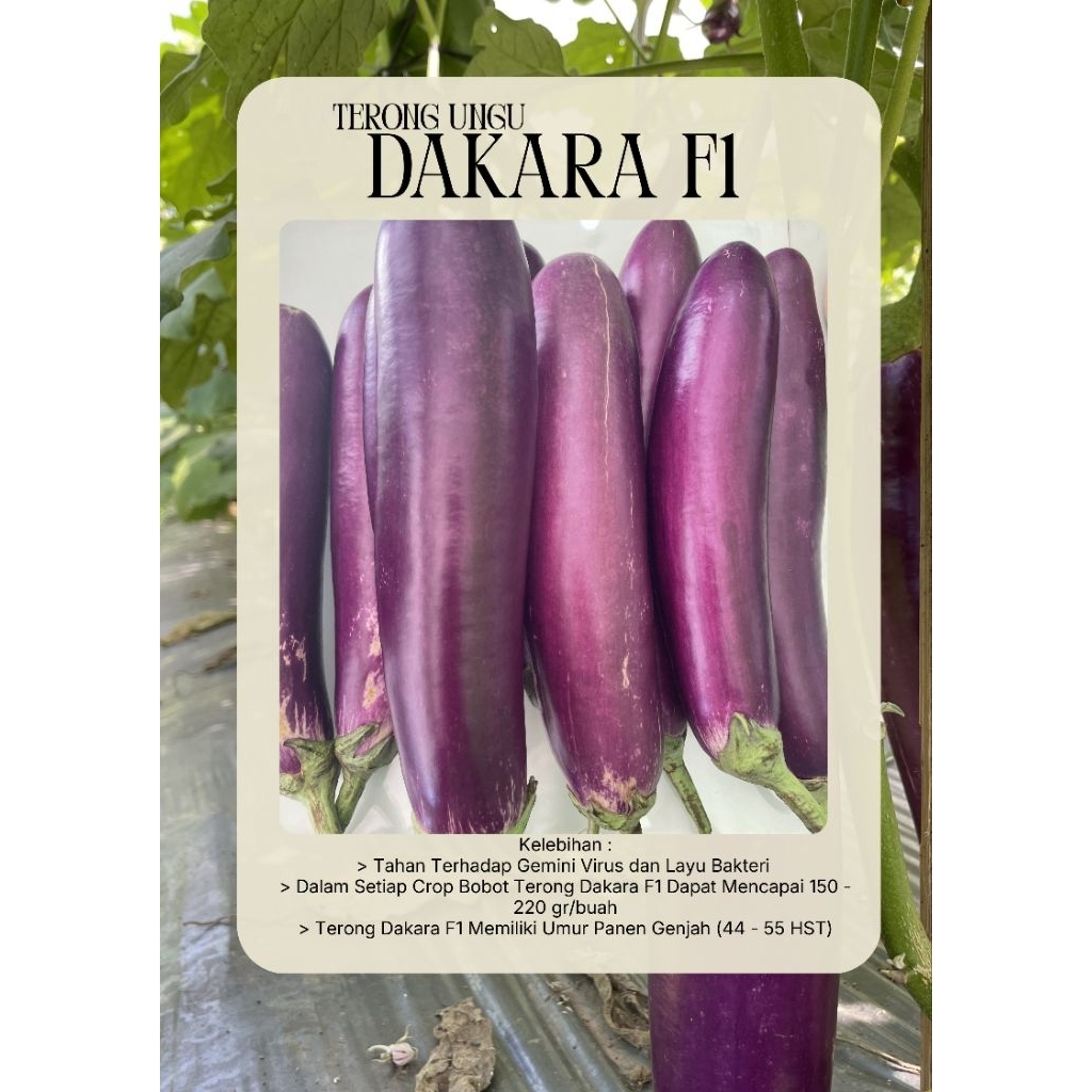 Benih Terong Ungu Dakara F1 Ouval Seed 5 gram exp 2026 Tahan Virus