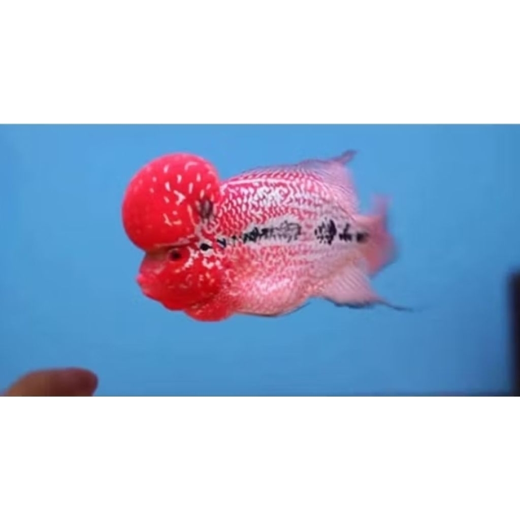 Kamfa F2 Cencu Ori Thailand Louhan Bigsize