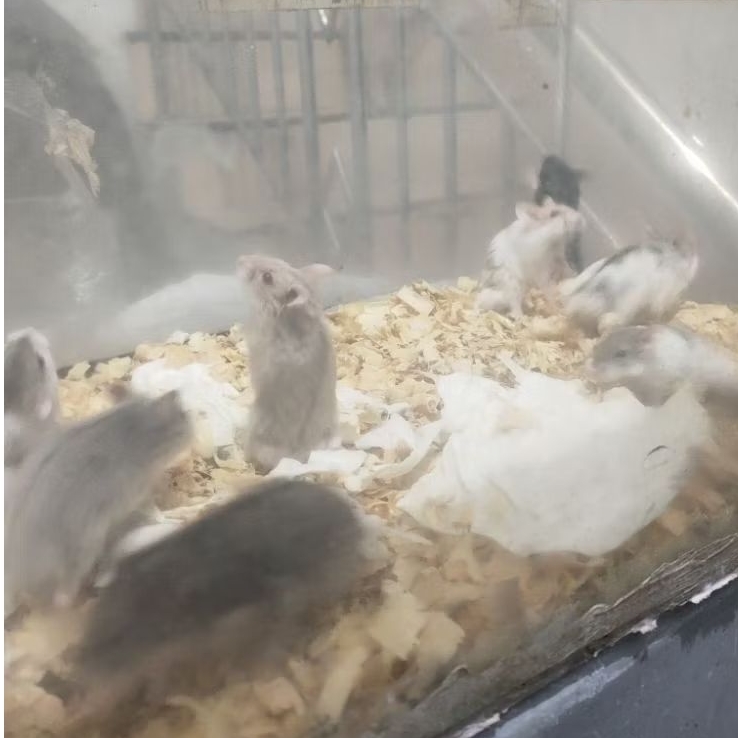 Hamster campbell seekor atau sepasang