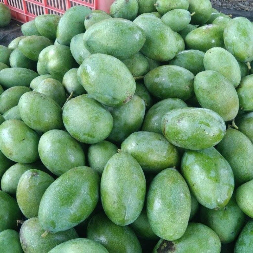 MANGGA MUDA MANALAGI