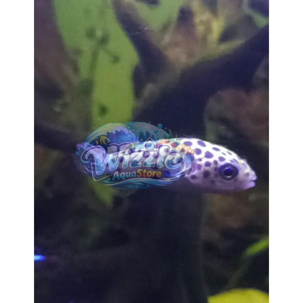 Hiasan Ikan Buntal Hijau Air Tawar Hiasan Akuarium