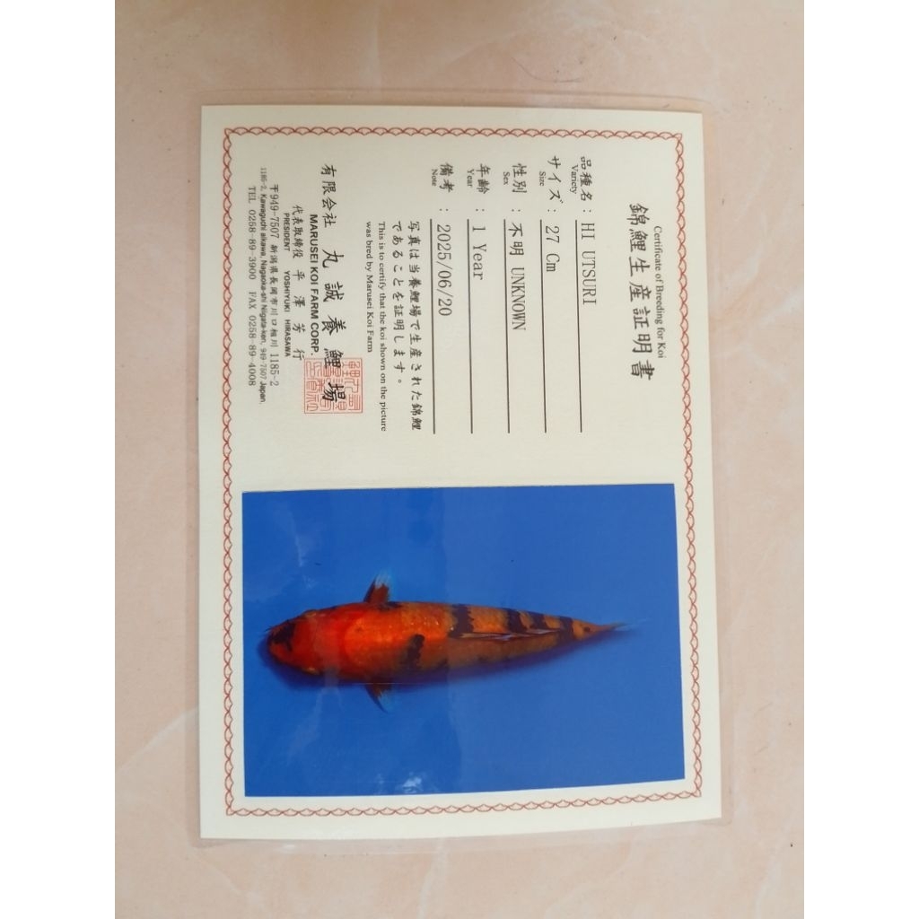 Ikan koi jenis Hi Utsuri import sertifikat 30cm
