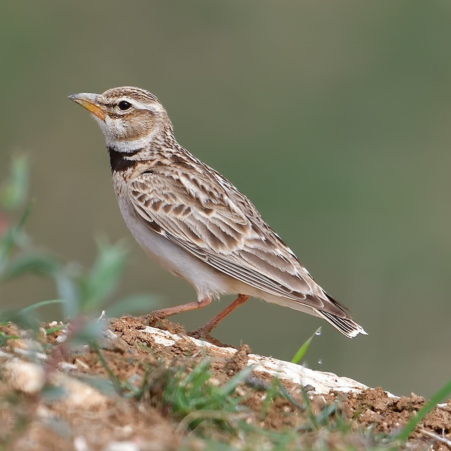 Burung Bimakula Lark Branjangan Bimakula Pilihan jantan Rajin Bunyi