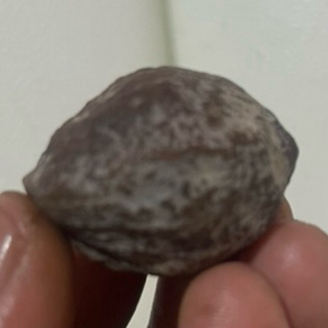 MUNCANG KEMIRI ADU YANTI SI RINYUH