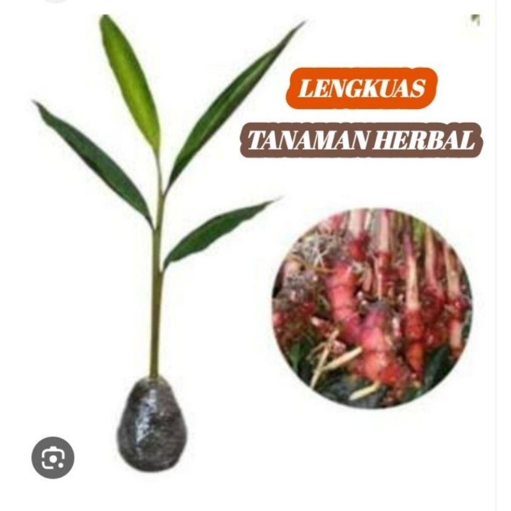 Bibit Tanaman Lengkuas Bibit Lengkuas Bibit Laos Merah