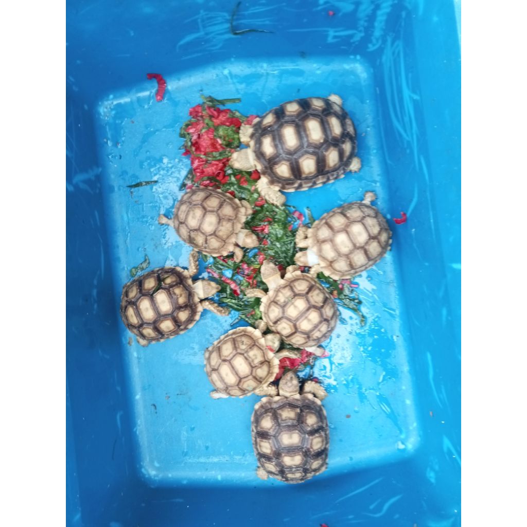 Sulcata Kura-Kura Darat Baby 7-8cm cb indo
