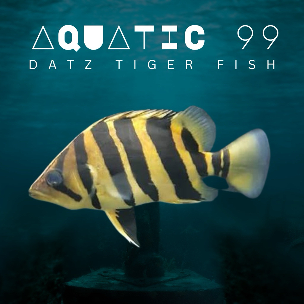 Datz Tiger Fish 3 Bar Kotor 7-8cm