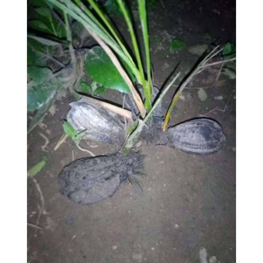 bibit pohon nipah/dahon, tanaman rawa