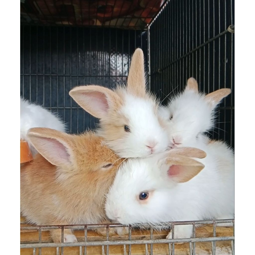 ANAK KELINCI LOKAL TOPENG /ANGGORA LOKAL. 1 BULAN (BETINA)