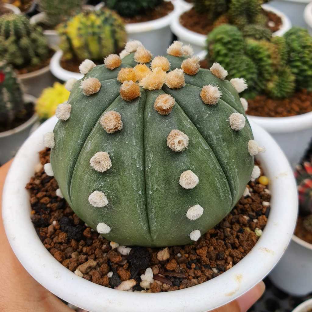 Kaktus Astrophytum asterias Nudum Dot Tebal Besar BIG Size