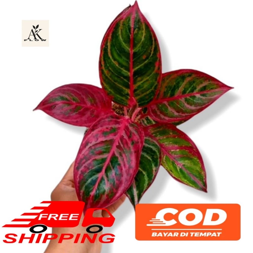 (BISA COD) Tanaman hias Aglonema red emerald dragon rimbun termurah