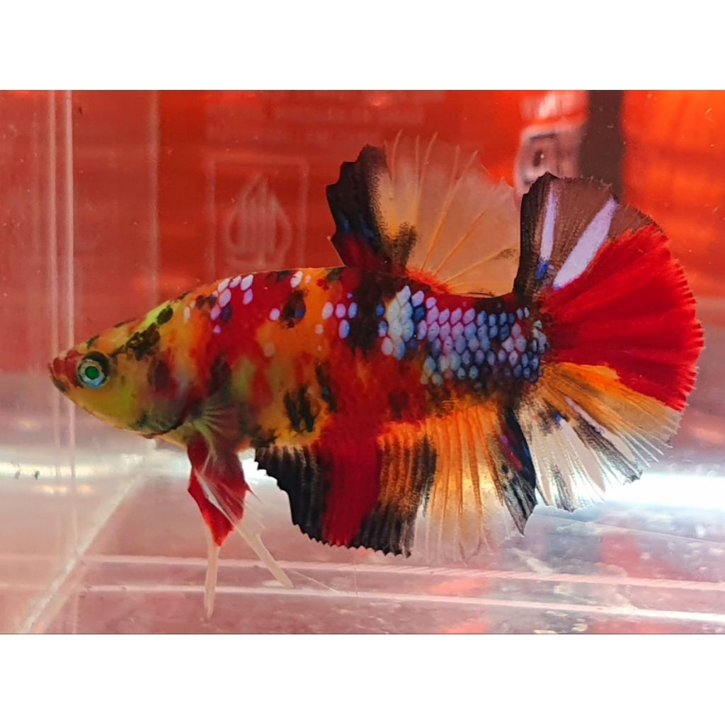 plakat nemo red candy glowfish realpict