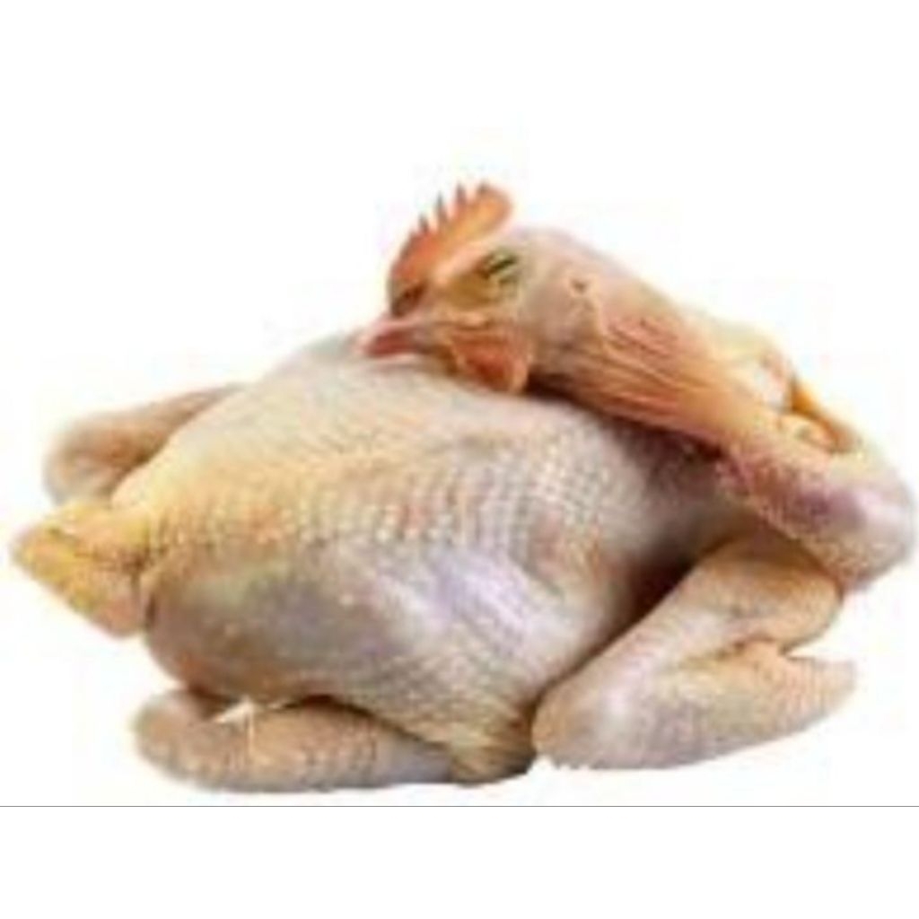 ayam kampung asli ukuran jago atau biang jumbo