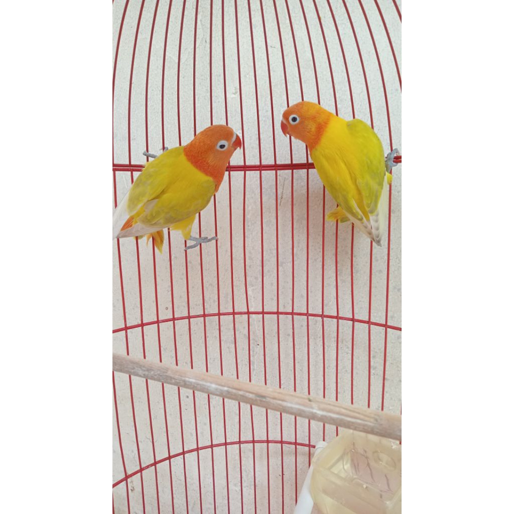 PASANGAN MUDA LOVEBIRD BIOLA EWING PASTEL