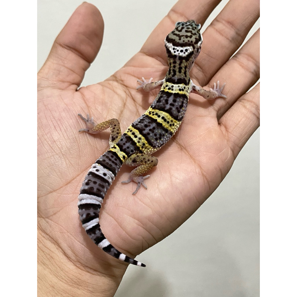 Gecko Black Night Tangerine Jantan Motif Cakep Warna Bagus Gelap