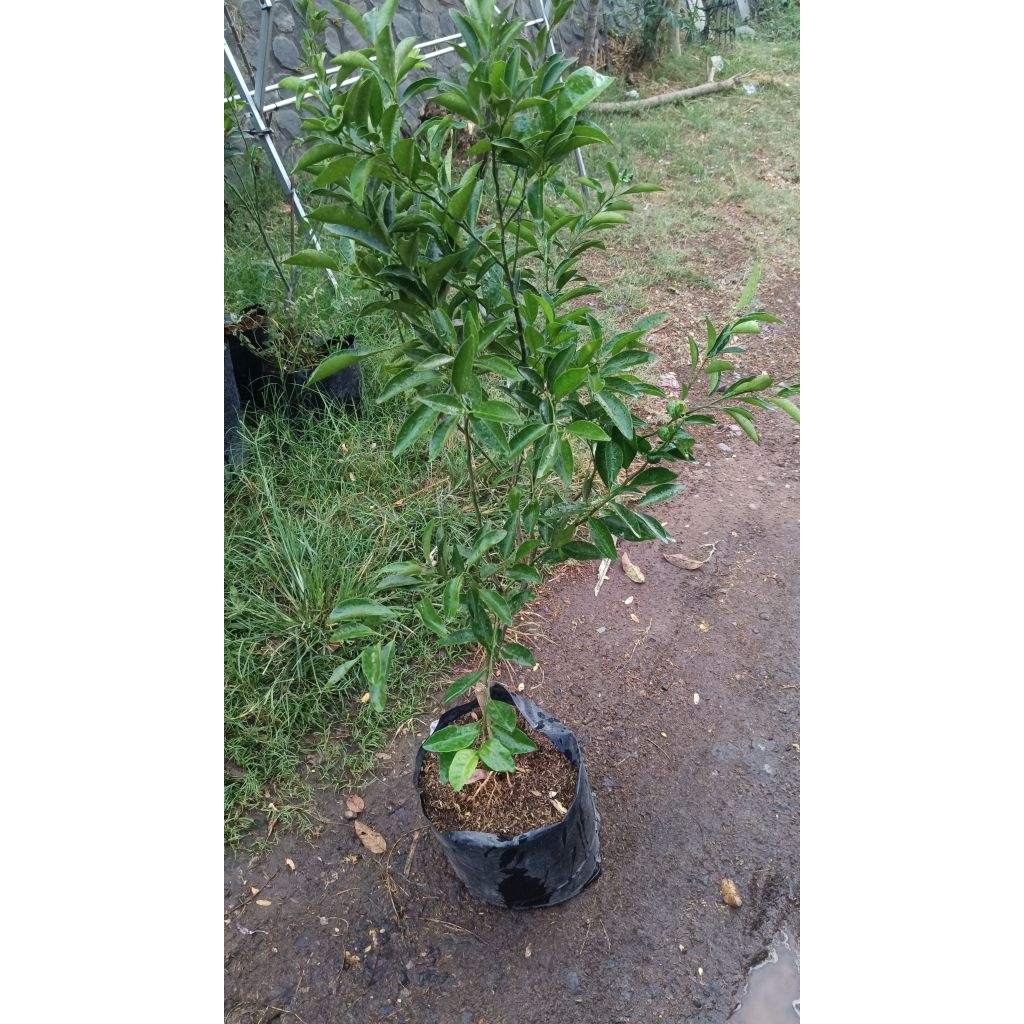 bibit jeruk Santang madu super