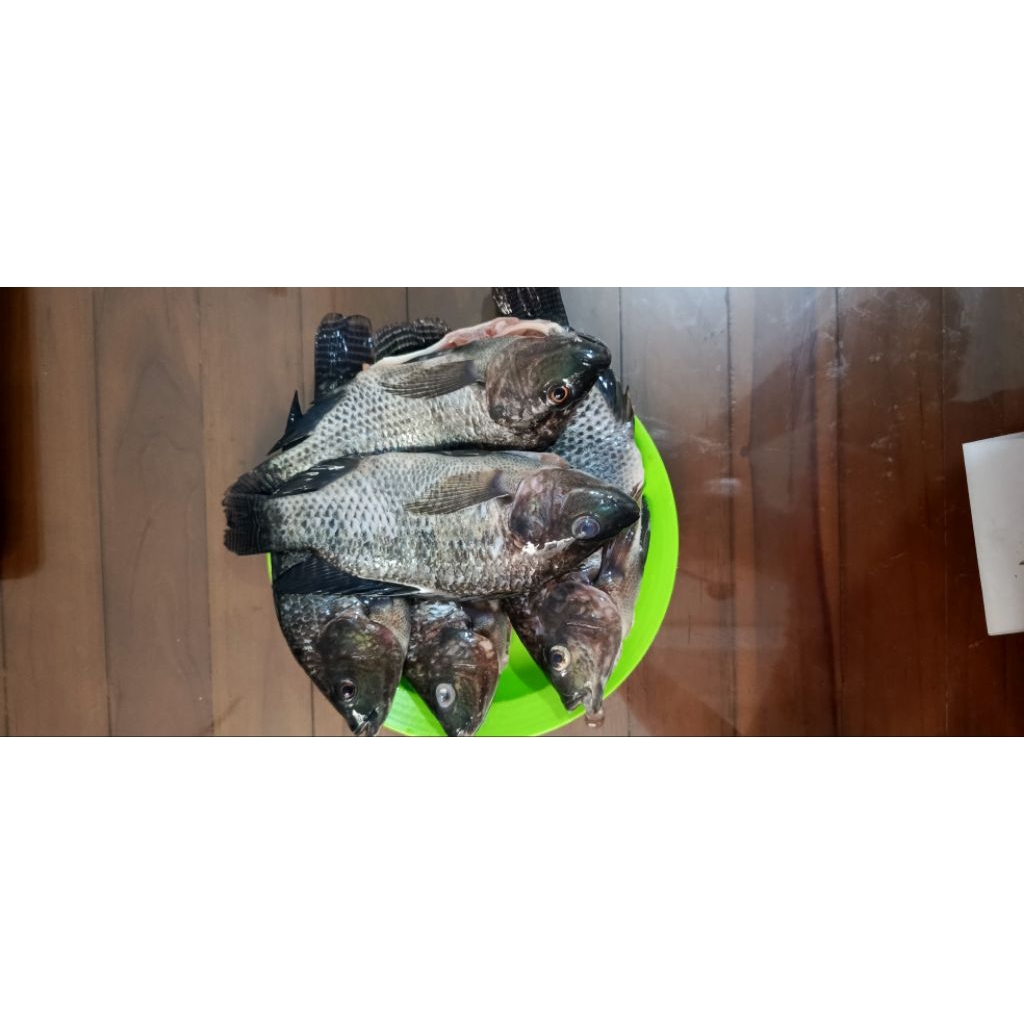 Ikan Nila Hitam Segar