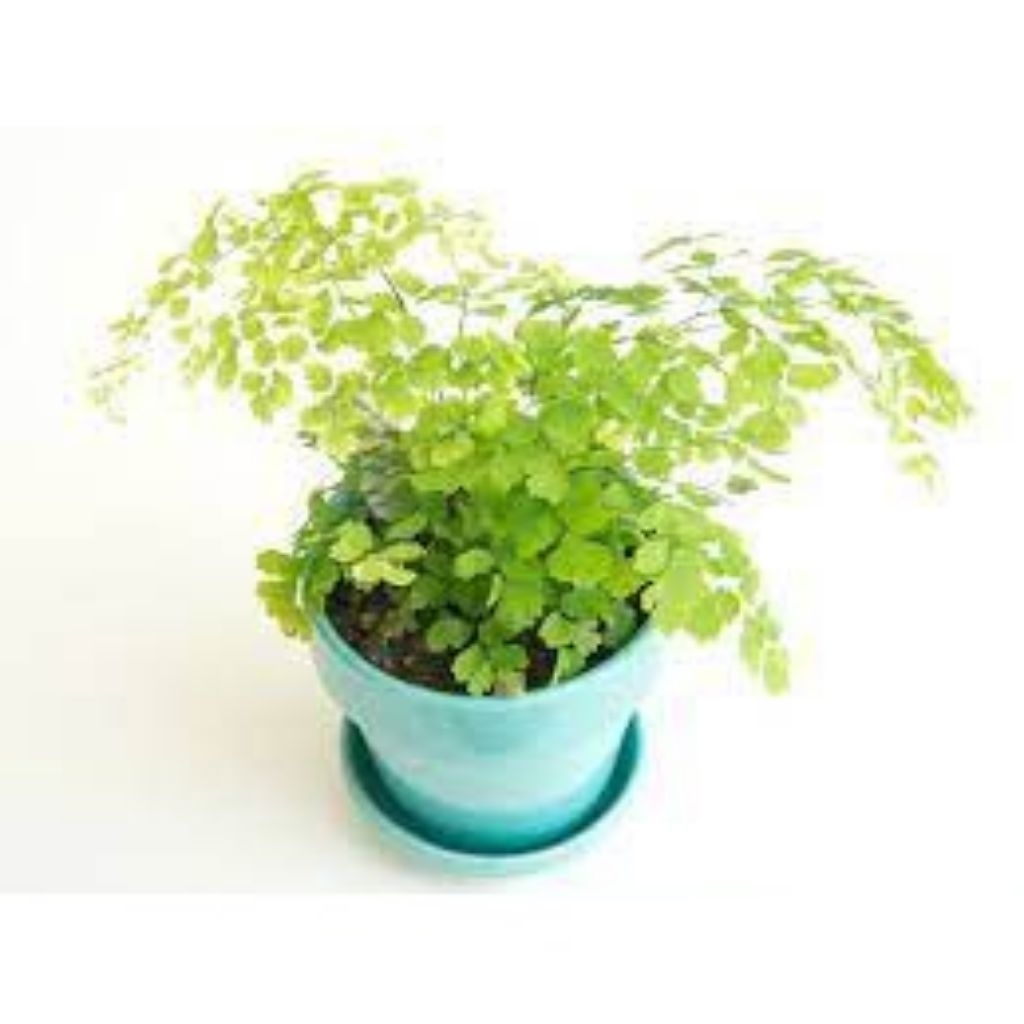 Tanaman hias suplir tanaman hias hidup suplir tanaman hias murah suplir daun kecil pohon suplir daun