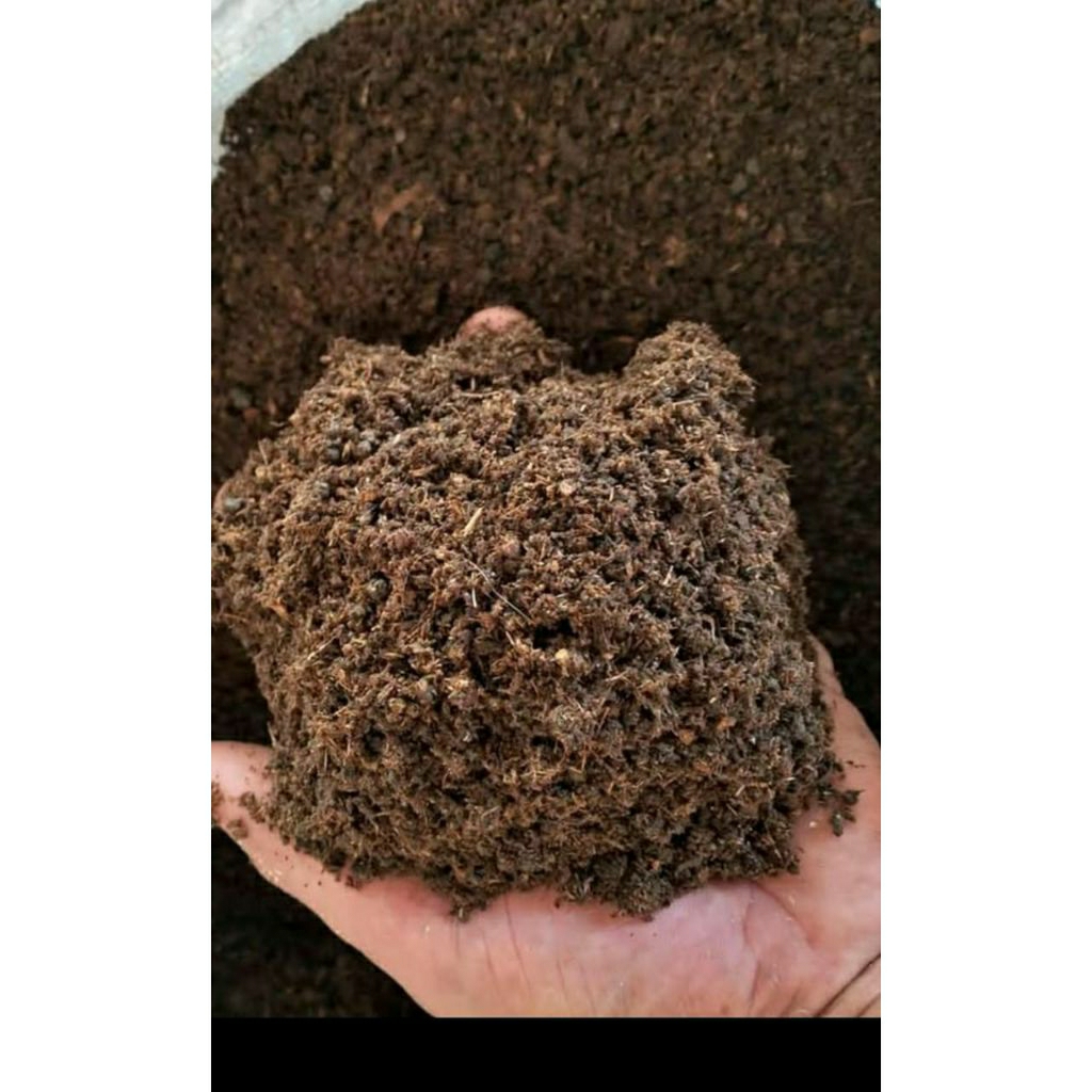 kohe kambing giling fermentasi