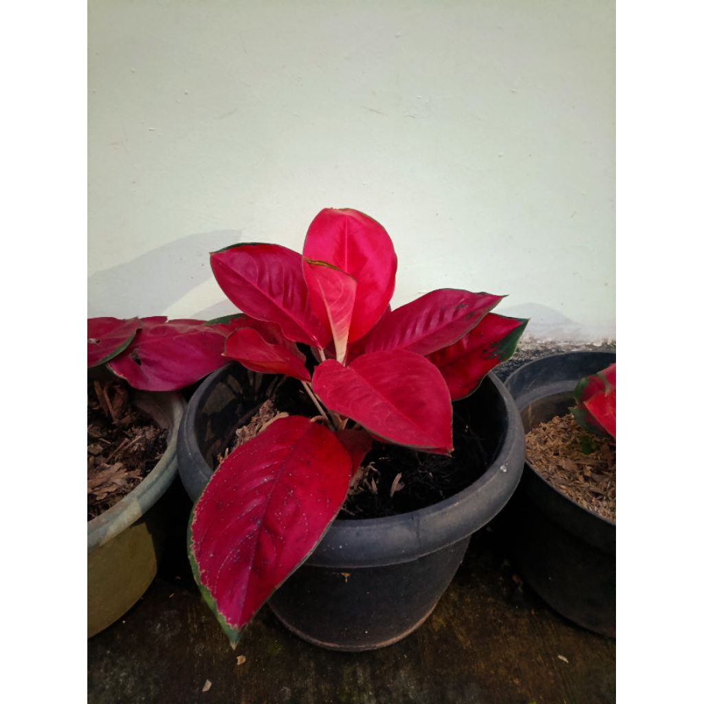 Tanaman Hias Aglonema Suksom Jaipong - Pohon Aglonema - Aglonema Suksom Jaipong Super - Merah
