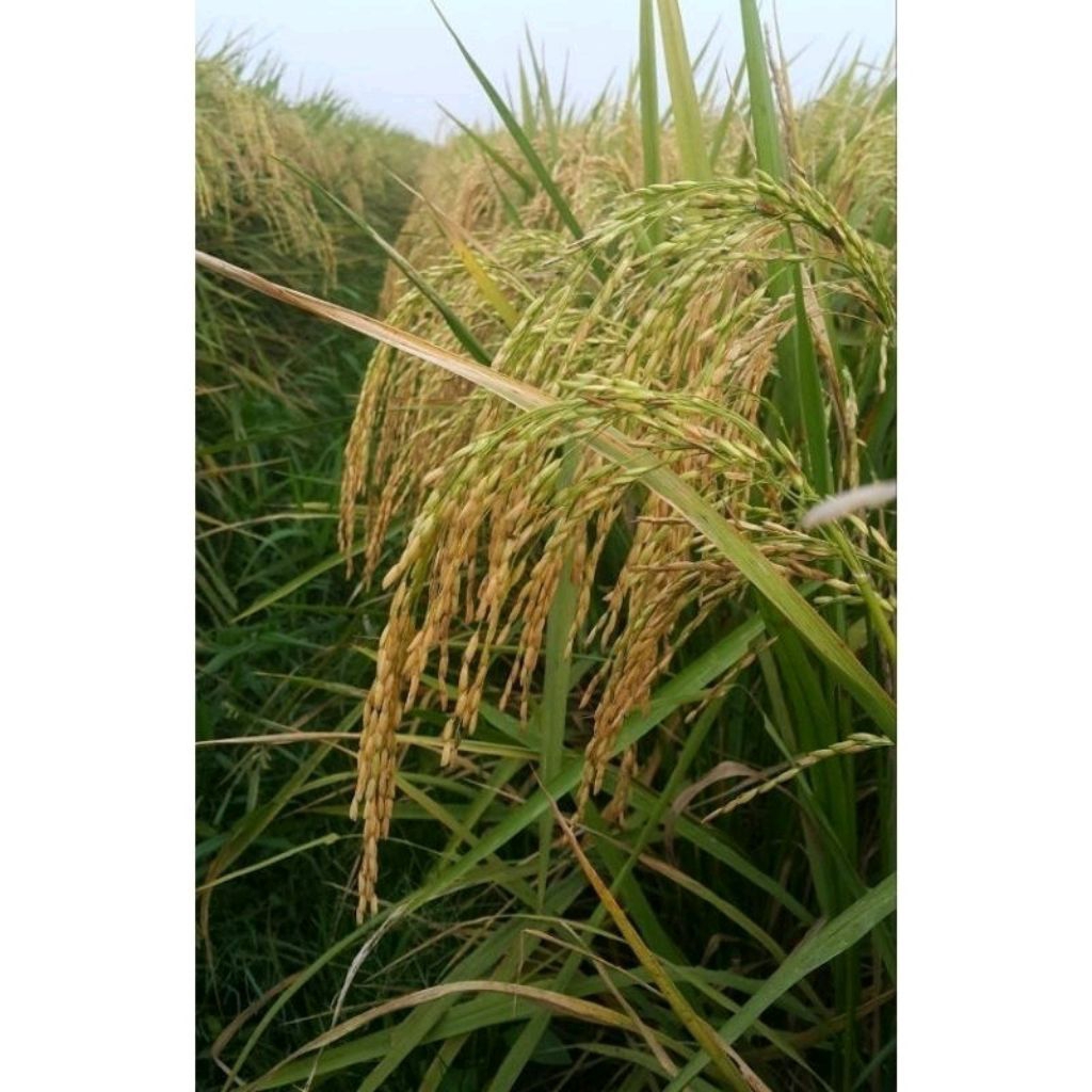 Bibit Benih Padi CAKRABUANA 04 Original 5Kg