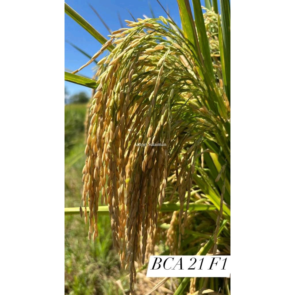 Benih Padi Hibrida BCA 21 F1 Kemasan 1 kg Bintang Asia