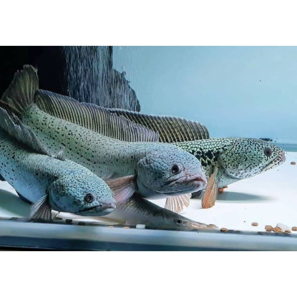 chana barca isi 3 ekor gondrong bahan ajib