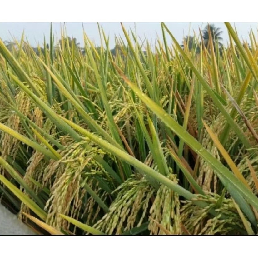 BIBIT BENIH PADI INPARI 32 FIONA HDB (Benih Dasar) Label Putih Premium Original 5kg