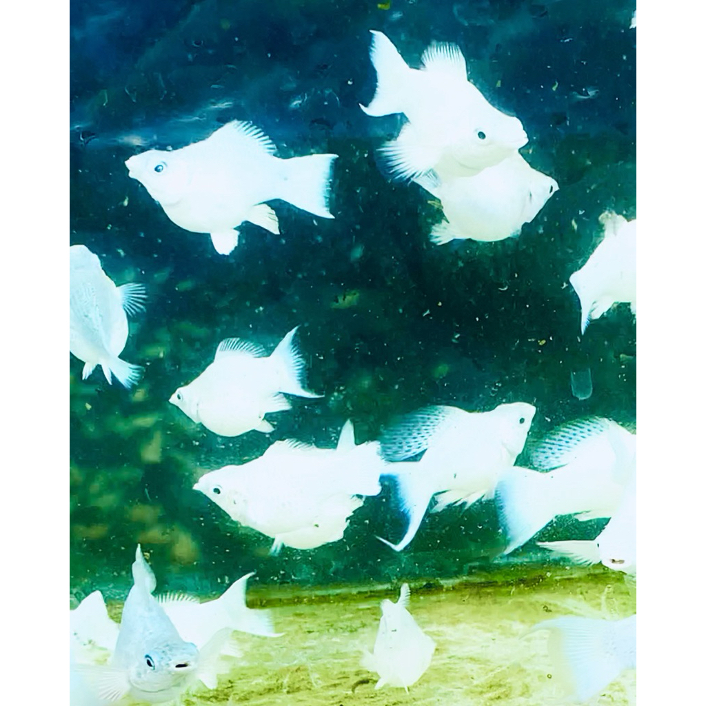 Molly Platinum Balon Cawang