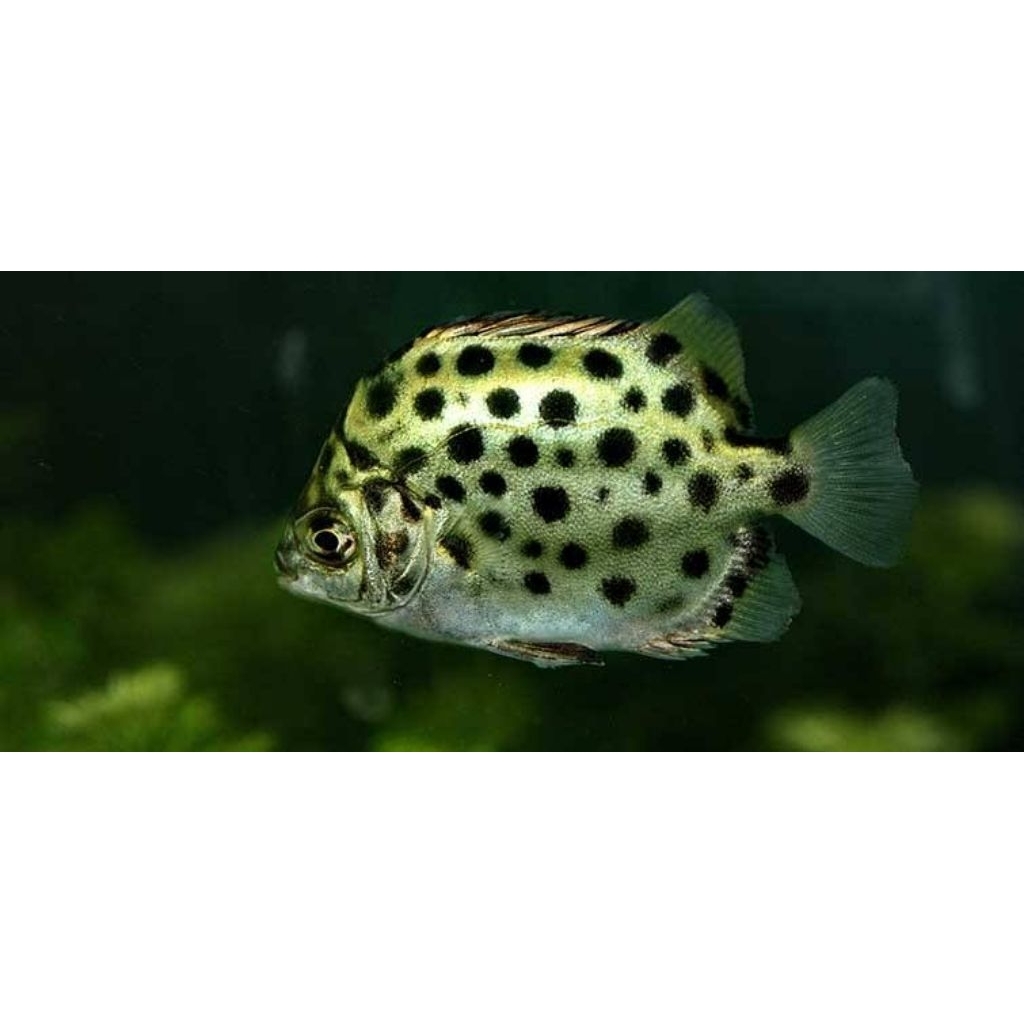 Replika Kiper 2 jari  (Scatophagus Argus) 100% Air Tawar || GARANSI HIDUP