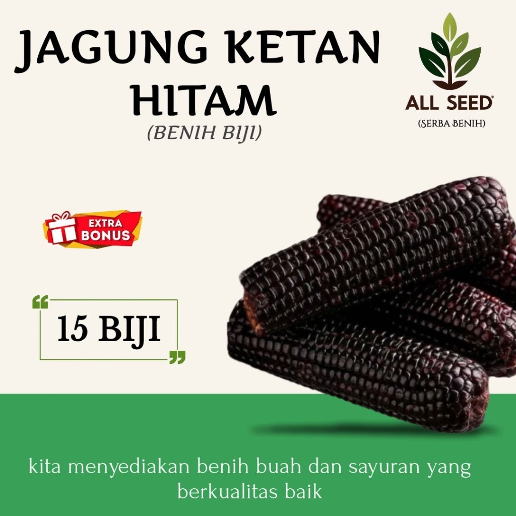 ( 15 biji ) Benih jagung ketan hitam | bibit biji jagung hitam | jagung ketan hitam