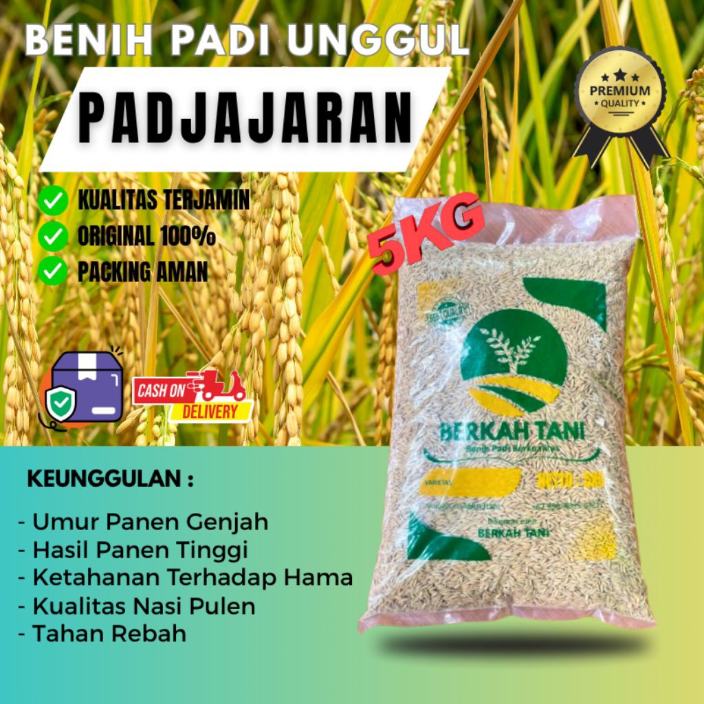 BENIH PADI UNGGUL PADJAJARAN 5KG BERKUALITAS