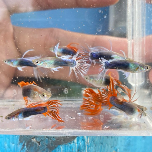 Hiasan Aquarium Crowntail Hb Red & Hb Blue