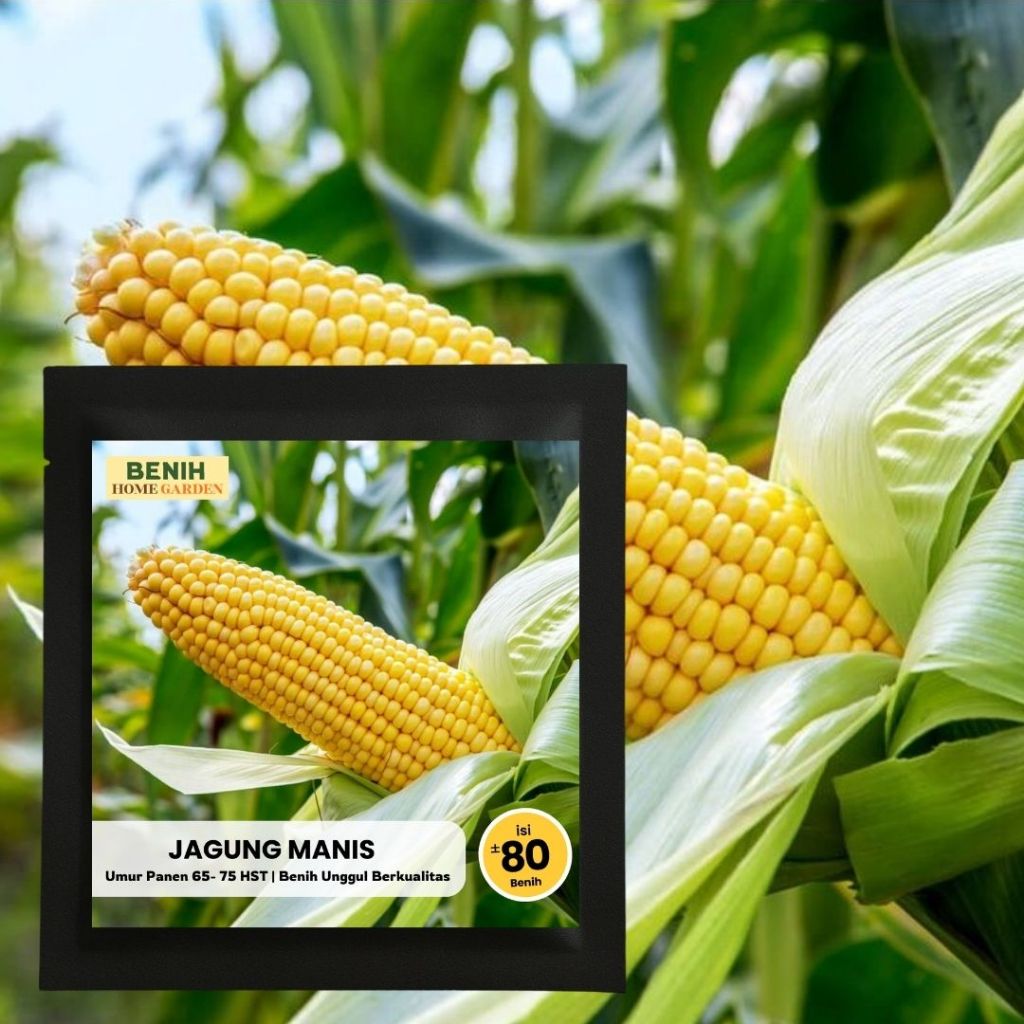 Benih Jagung Manis 80 Butir Bibit Jagung Unggul Cepat Panen Benih Home Garden